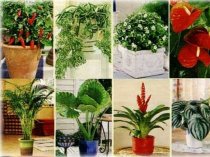 Для любителей растений