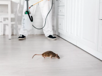 Как бороться с крысами и мышами у себя дома