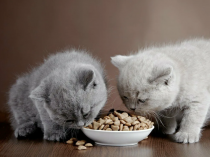 Выбор и кормление котенка