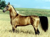 Уникальная лошадь - АХАЛТЕКИНСКАЯ ПОРОДА