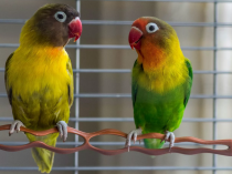 Содержание попугаев-неразлучников