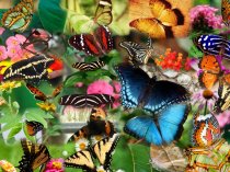 Самые красивые, популярные и разнообразные насекомые