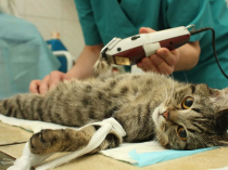 Кошки: кастрация и стерилизация