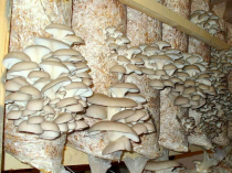 Выращивание грибов вешенка в домашних условиях