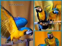 Сине желтый ара - ручные птенцы