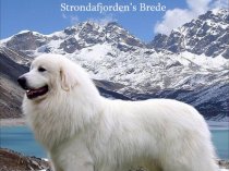 Кобель Пиренейской Горной Собаки для вязок