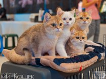 Продажа породистых котят на выставках