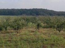 В продаже земельный участок с плодоносящим яблоневым садом на 20 га