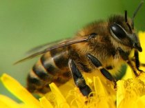 Пчелы, пчелопакеты, пчелосемьи, отводки