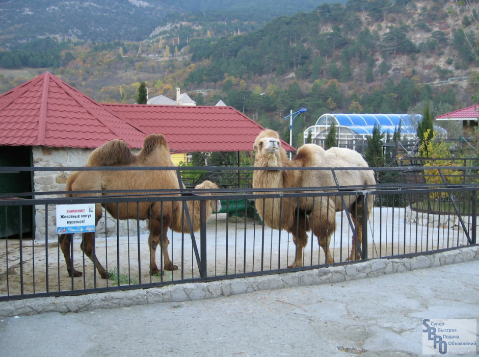 Где зоопарк в крыму. Ялтинский зоопарк. Зоопарк сказка Ялта. Крымский зоопарк Ялта. Ялтинский зоопарк «сказка» Ялта.