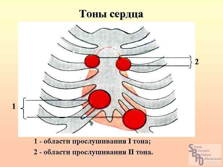 Схема тоны сердца