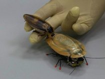 Роучбот-робот-таракан с хвостом, который можно легко перевернуть