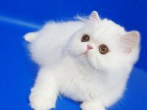 Персидский котенок Фарис белый окрас