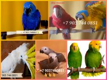 Продажа птенцов элитных попугаев 