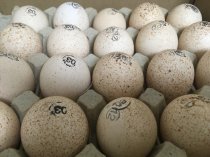 Обеспечиваем реализацию суточного молодняка и инкубационное яйцо с ведущих птицефабрик.