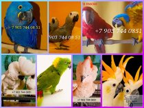 Продажа птенцов элитных попугаев
