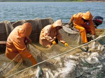 Рыбообработчики, рыбаки на заводы Дальнего Востока