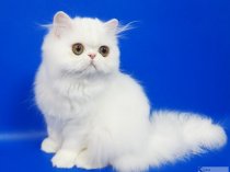 Персидский котенок Фарис белый окрас