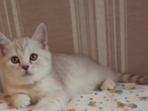 Шикарный кремовый котенок девочка